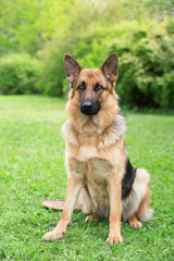 German shepherd portrait outdoor on a green grass
