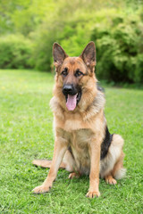 German shepherd portrait outdoor on a green grass