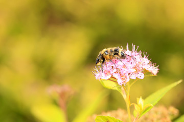 Lasiotrichius succinctus