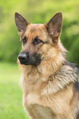 German shepherd portrait outdoor on a green grass