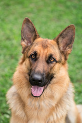 German shepherd portrait outdoor on a green grass