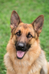 German shepherd portrait outdoor on a green grass