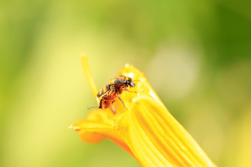 Lasiotrichius succinctus