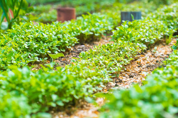 Garden Bed Closeup