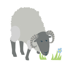 White ram isolated on white background