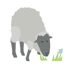 White sheep isolated on white background