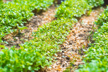 Garden Bed Closeup