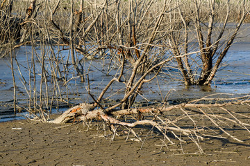 Global warming concept, dead tree