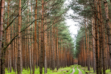 trees in the woods2