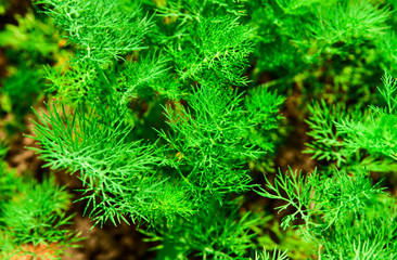 Fresh green dill close up in nature