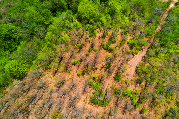 Fototapeta na wymiar Top view of a green forest in the mountains