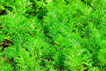 Fototapeta premium Fresh green dill close up in nature