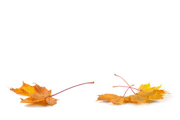 Yellow autumn leaf