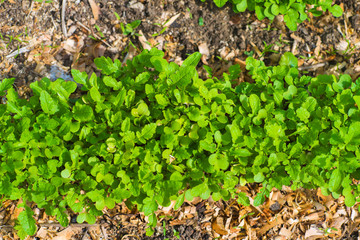 Garden Bed Closeup