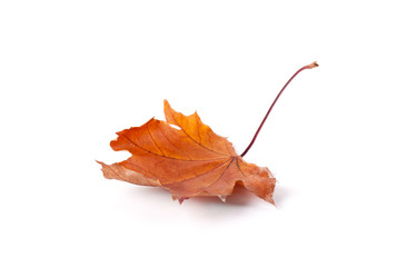 Yellow autumn leaf