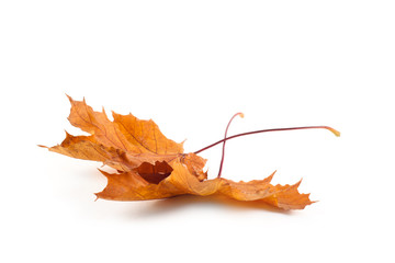 Yellow autumn leaf