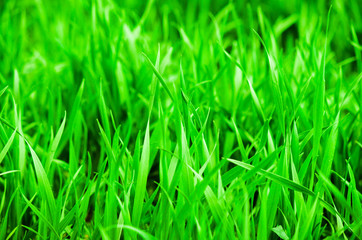 Green grass close up. Nature background