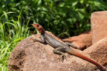 Rock agame sunbathing