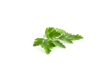 Fresh green parsley
