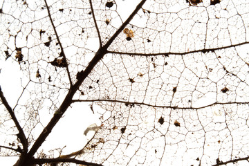Old dry leaves isolated
