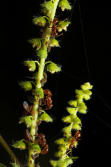 Ants teamwork and aphid colony