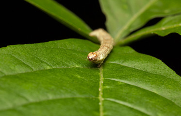 Crawling caterpillar