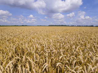 Naklejka premium Field with golden brown, ripe wheat under a half clouded sky