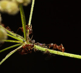 Ants and aphids cooperation