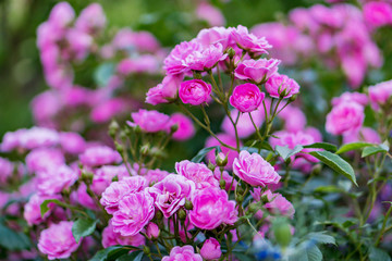 A beautiful rose blossomed in the garden. Kitty pink bouquets, a green bush. Shallow depth of focus. Concept vintage, garden.