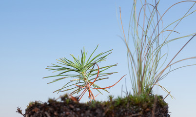 Pine sprout after rain