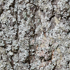 Close up of Lichen texture