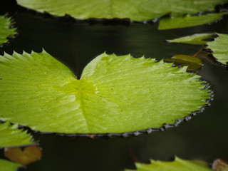 A single large floating green water lily leaf in a pond
