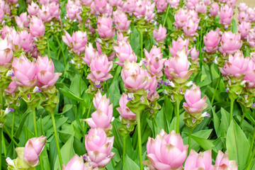 siam tulip flowers