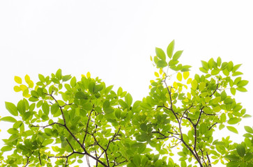 Green leaf and branches on white background