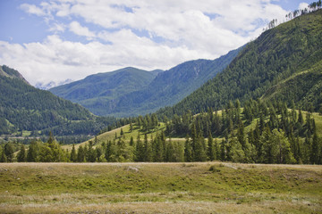 Fototapeta na wymiar Pine Trees in Altai mountains