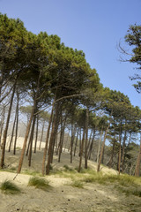Pin maritime, Pin des Landes,  Pinus pinaster, Foret Landaise, 33, Gironde