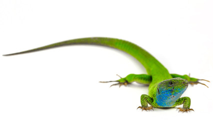 Green lizard isolated