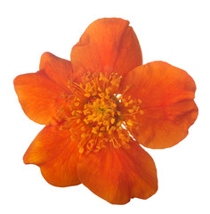 bright orange bloom on white