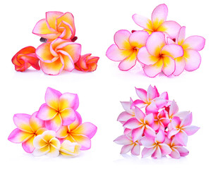 set of frangipani or plumeria (tropical flowers) isolated on white background