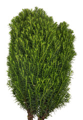 green small thuja isolated on white