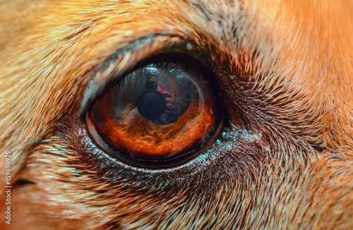 Beautiful Dog Eyes Close Up Stock Photo And Royalty Free