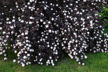 Meadowsweet flower white