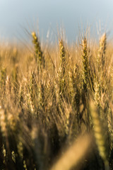 Obraz premium Wheat field in sunny summer day