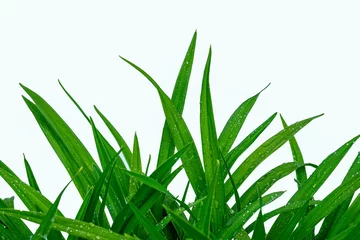 Crédence de cuisine en verre imprimé Herbe green grass isolated on white background