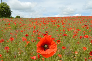 A field of Poppies - Hampshire Countryside