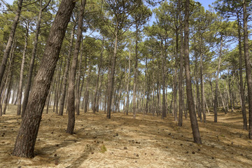 Pin maritime, Pin des Landes,  Pinus pinaster, Foret Landaise, 33, Gironde © JAG IMAGES