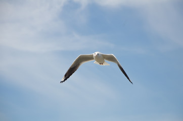 Beautiful Seagull flying in the sky