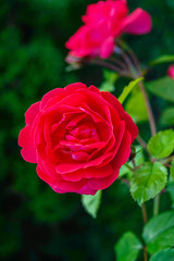 A lush bush of red roses on a background of nature. Many flowers and buds on the stem.