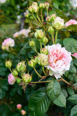 Bush with delicate pink roses on the background of nature. One flower blossomed, many buds on the stem. Vertical view.