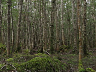 Forêt